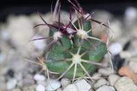 Thelocactus bicolor ssp. heterochromus PD 14.jpg