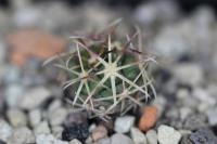 Thelocactus bicolor ssp. heterochromus PD 17.jpg
