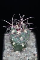 Thelocactus hexaedrophorus PD 136.jpg