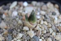 Ariocarpus fissuratus PP 1415.jpg