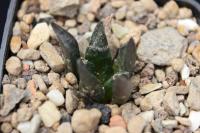 Ariocarpus fissuratus lloydii PP 1357.jpg