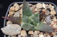 Ariocarpus retusus ssp. retusus PP 1180.jpg