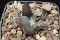 Ariocarpus retusus ssp. retusus PP 807.jpg