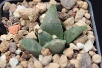 Ariocarpus retusus ssp. scapharostroides PP 232.jpg