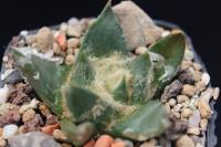 Ariocarpus retusus ssp. trigonus PP 1243.jpg