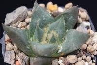 Ariocarpus retusus ssp. trigonus f. elongatus PP 231.jpg