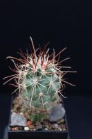 Sclerocactus parviflorus PP 943.jpg