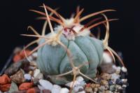Echinocactus  horizonthalonius v. nicholii HK 1218.jpg
