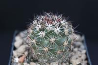 Pediocactus nigrispinus HK 1203.jpg