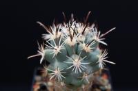 Sclerocactus wrightiae HK 1336.jpg
