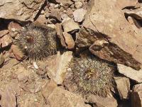 Copiapoa aff cinerascens PV 1920.jpg