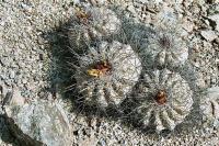 Copiapoa aff grandiflora PV 1932_2.jpg