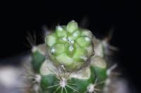 Copiapoa ahremephiana PV 2421.jpg
