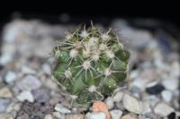 Copiapoa cinerascens PV 2037.jpg