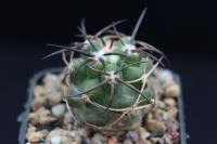 Copiapoa coquimbana alticostata PV 1907.jpg