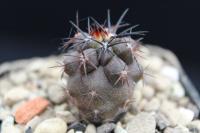 Copiapoa coquimbana alticostata PV 2133.jpg