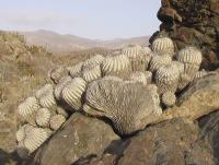 Copiapoa dealbata PV 1910  0796.jpg