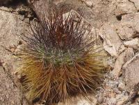 Copiapoa desertorum PV 1956.jpg