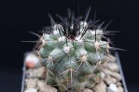 Copiapoa grandiflora PV 1934.jpg