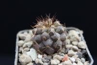 Copiapoa grandiflora PV 1935.jpg