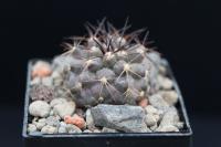 Copiapoa grandiflora PV 2031.jpg