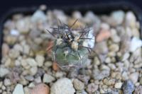 Copiapoa griseoviolacea PV 2383.jpg