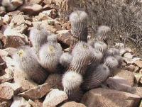 Copiapoa krainziana PV 1955 _5.jpg
