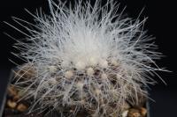 Copiapoa krainziana PV 2023.jpg