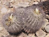 Copiapoa krainziana scopulina PV 1958_2.jpg