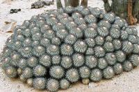 Copiapoa longistaminea PV1930_5.jpg