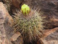 Copiapoa megarhiza PV 1917_3.jpg