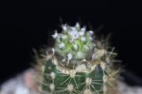 Copiapoa megarhiza PV 2425.jpg