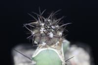 Copiapoa schulziana PV 2427.jpg