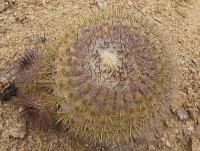 Copiapoa serpentisulcata  PV 1927.jpg