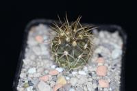 Copiapoa serpentisulcata PV 2390.jpg