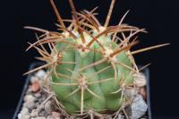 Copiapoa solaris PV 2014.jpg