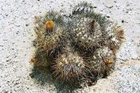 Copiapoa varispinata PV 1948_1.jpg