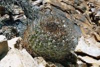 Eriosyce ceratistes PV 1963_1.jpg