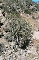 Euphorbia lactiflua PV1945_2.jpg