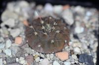 Gymnocalycium riojense PV 2190.jpg