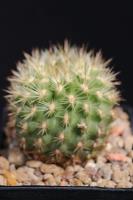 Neoporteria litoralis PV 1901.jpg