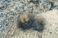 Neoporteria taltalensis PV 1915.jpg