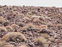 Tephrocactus  PV 1949.jpg