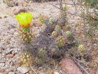 Tephrocactus PV 1903.jpg