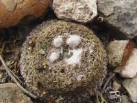 Thelocephala aerocarpa PV 1909_small.jpg