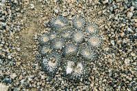 Thelocephala aff glabrescens PV 1916_3_small.jpg