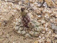 Thelocephala esmeraldana PV 1935_small.jpg