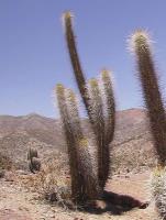 Trichocereus chilensis PV 1964_6.jpg