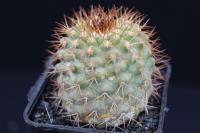 Copiapoa ahremephiana  RCP 56.jpg