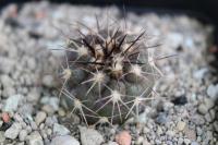 Copiapoa angustiflora RCP 32.jpg